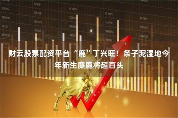 财云股票配资平台 “鹿”丁兴旺！条子泥湿地今年新生麋鹿将超百头